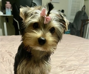 Yorkshire Terrier Puppy for sale in HEMET, CA, USA