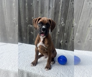 Boxer Puppy for sale in GREENWOOD, IN, USA