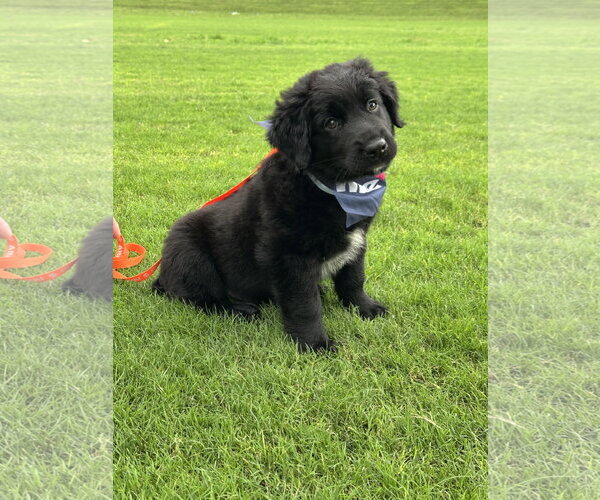 Medium Photo #9 Australian Shepherd Puppy For Sale in Euless, TX, USA