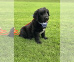 Small #8 Australian Shepherd