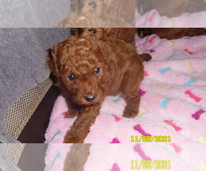 Poodle (Miniature) Puppy for sale in DULUTH, GA, USA