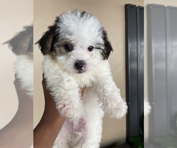 Medium Photo #7 Morkie Puppy For Sale in HOLLYWOOD, FL, USA