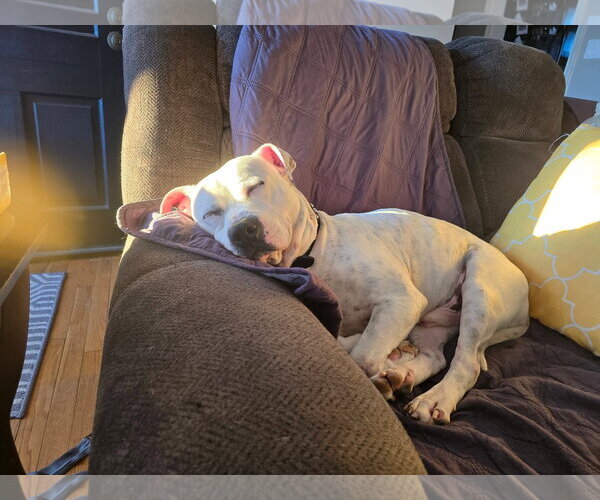 Medium Photo #13 American Staffordshire Terrier-Unknown Mix Puppy For Sale in Holly Springs, NC, USA