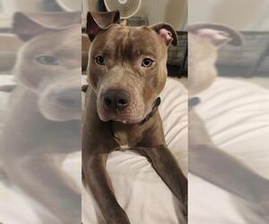 Mutt Dogs for adoption in Camarillo, CA, USA