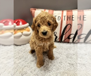 Goldendoodle (Miniature) Puppy for sale in CEDAR BLUFF, VA, USA