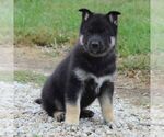 Small #7 German Shepherd Dog-Siberian Husky Mix