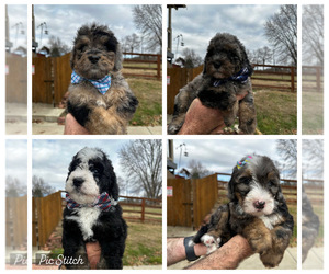 Miniature Bernedoodle Puppy for sale in HOLT, MO, USA