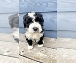 Small Photo #2 Bernedoodle Puppy For Sale in YACOLT, WA, USA