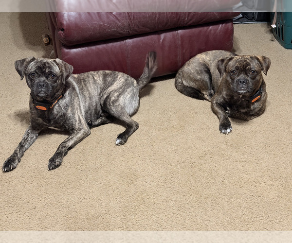 Medium Photo #1 Pug Puppy For Sale in SANFORD, NC, USA
