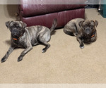 Small Pug