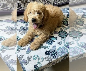 Goldendoodle (Miniature) Puppy for sale in TITUSVILLE, FL, USA