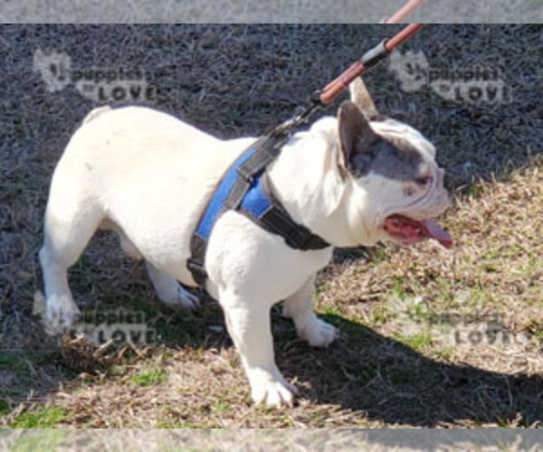 Medium Photo #1 French Bulldog Puppy For Sale in SANGER, TX, USA