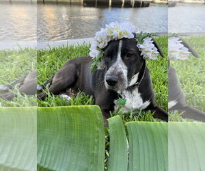 Lily Bahama Mama - Female Lab-Pointer Dog for Adoption - Photo #3