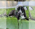 Small #2 Lab-Pointer