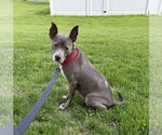 Small #18 Mutt