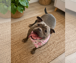 Small #3 American Bulldog Mix