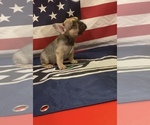 Puppy 4 French Bulldog