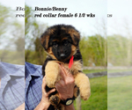 Small Photo #16 German Shepherd Dog Puppy For Sale in CHRISNEY, IN, USA
