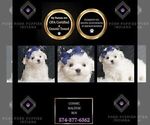 Puppy Cosmic Maltese