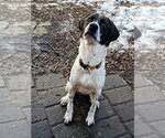Small Photo #2 Brittany-Unknown Mix Puppy For Sale in Bloomingdale, NJ, USA