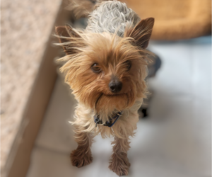 Mother of the Yorkshire Terrier puppies born on 05/14/2025