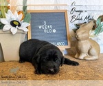Small Photo #8 Labrador Retriever Puppy For Sale in SEGUIN, TX, USA