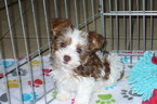 Small Photo #1 Yorkshire Terrier Puppy For Sale in TUCSON, AZ, USA