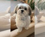 Small Biewer Terrier