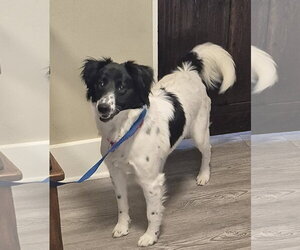 Mutt Dogs for adoption in Emmett, ID, USA
