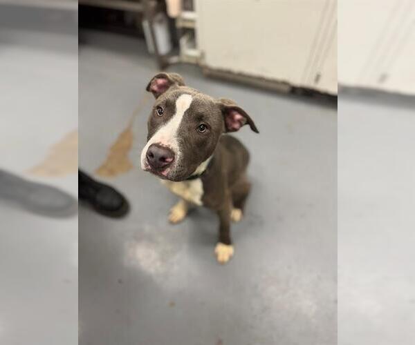 Medium Photo #1 American Pit Bull Terrier Puppy For Sale in Peoria, IL, USA