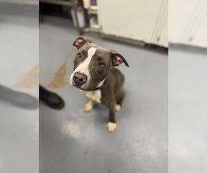 American Pit Bull Terrier Dogs for adoption in Peoria, IL, USA
