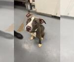 Small American Pit Bull Terrier