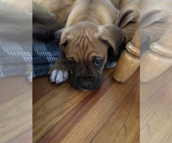 Medium Photo #2 Boxer Puppy For Sale in DAYTONA BEACH, FL, USA