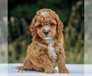 Cavapoo Puppy for sale in NARVON, PA, USA