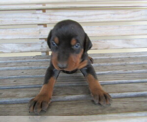 Doberman Pinscher Puppy for sale in KALAMAZOO, MI, USA