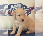 Small #1 Golden Retriever