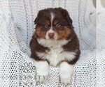 Small #1 Miniature Australian Shepherd