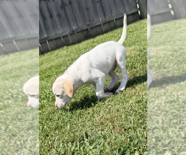 Medium Photo #3 Jack Russell Terrier-Unknown Mix Puppy For Sale in Aurora, IN, USA