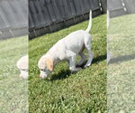 Small #2 Jack Russell Terrier Mix
