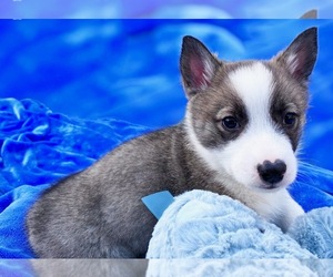 Swedish Vallhund Puppy for sale in COLORADO SPRINGS, CO, USA