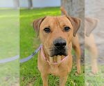 Small #50 Chinese Shar-Pei-Labrador Retriever Mix