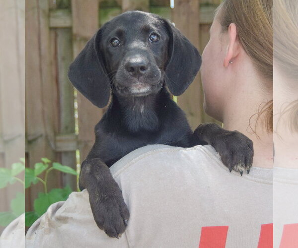 Medium Photo #6 Coonhound-Unknown Mix Puppy For Sale in Huntley, IL, USA