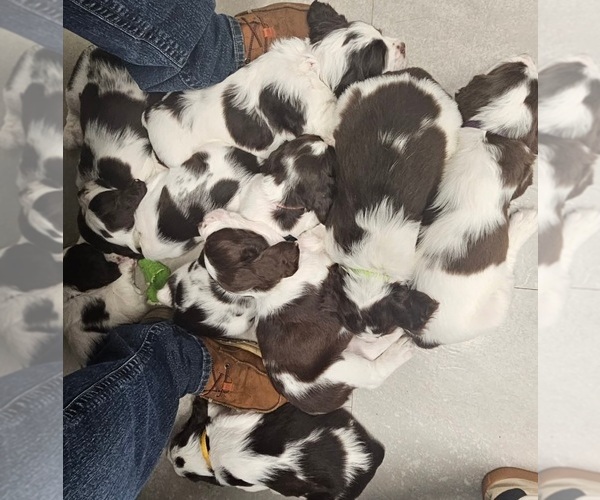 Medium Photo #2 English Springer Spaniel Puppy For Sale in JONESBOROUGH, TN, USA