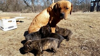 Mother of the Cane Corso puppies born on 02/10/2018