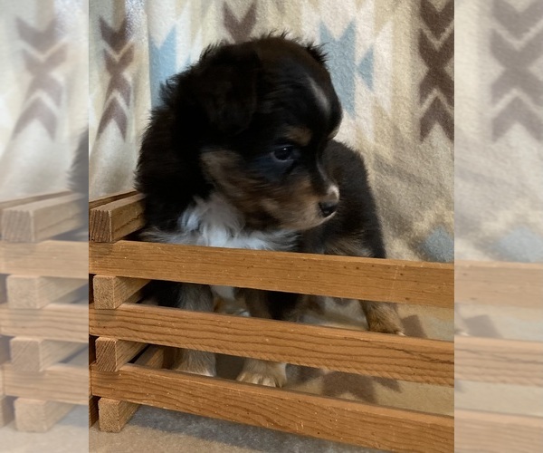 Medium Photo #2 Shel-Aussie Puppy For Sale in FORT MORGAN, CO, USA