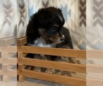 Small #1 Shel-Aussie