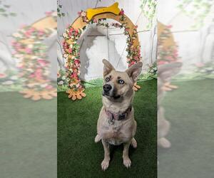 Border Collie-Unknown Mix Dogs for adoption in Globe, AZ, USA