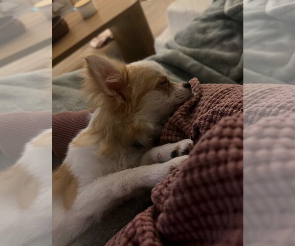 Medium Photo #2 Chiranian Puppy For Sale in Grafton, WI, USA