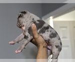 Small Photo #12 American Bully Puppy For Sale in DELTONA, FL, USA