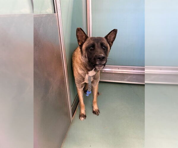 Medium Photo #1 Akita-Unknown Mix Puppy For Sale in Moreno Valley, CA, USA